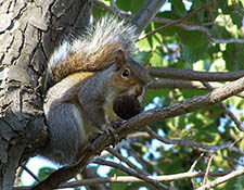 squirrels in attic Howard